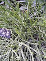 Senecio Longiflorus subsp Madagascariensis (fam Asteracees) (Madagascar) (Lyon, Parc de la tete d'or) (2) (Photo F. Mrugala)
